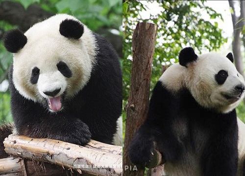 Chị gấu trúc "chiêu trò" nhất quả đất: Giả vờ mang thai để được ăn sung mặc sướng, nằm máy lạnh cả ngày không biết chán