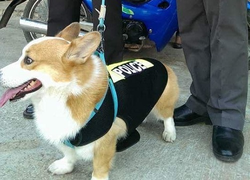 Chú chó Corgi được làm Thiếu Tá, CĐM: "Chân ngắn vậy đuổi cướp khó đấy"