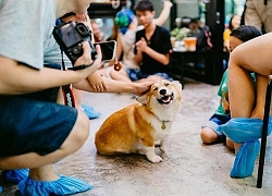 Cư dân mạng nằng nặc đòi đi Thái Lan để ghé thăm quán cà phê chó Corgi đáng yêu hết nấc