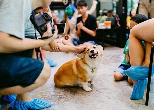 Cư dân mạng nằng nặc đòi đi Thái Lan để ghé thăm quán cà phê chó Corgi đáng yêu hết nấc