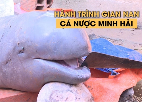 Hành trình gian nan của con cá nược Minh Hải siêu quý hiếm ở Bến Tre