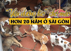 Người phụ nữ hơn 20 năm kiếm tìm chó mèo xấu số về Viện dưỡng lão