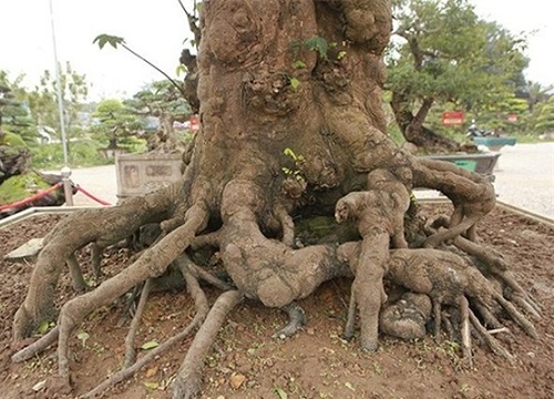 Xuất hiện cây khế khổng lồ hơn trăm tuổi, chủ nhân nhất quyết không bán dù được trả gần 2 tỷ