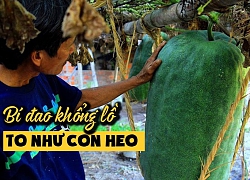 Làng bí đao khổng lồ to như con heo ở Bình Định: Mắc võng cho bí đao nằm