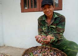 Chỉ mới 2 tháng hái mận bán, ông Địa đã bỏ túi 50 triệu đồng