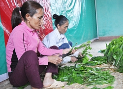 Hà Tĩnh sản xuất 3 triệu cây giống, trồng hơn 1.700 ha rừng