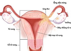 Khám phá bí mật bộ máy sinh sản của người phụ nữ