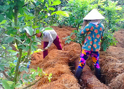 Mang rơm chất quanh vườn cây hóa ra có tiền xây nhà khang trang