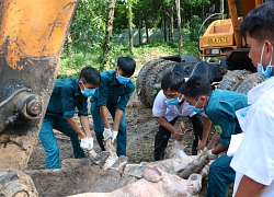 Nhắn tin cảnh báo dịch tả lợn châu Phi đến tất cả thuê bao tại Cà Mau