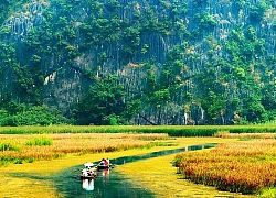 Mùa vàng Tam Cốc đẹp ngỡ ngàng từ đỉnh "Vạn lý trường thành Việt Nam"