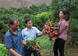 Trung Quốc mất 40% sản lượng vải, thương nhân "săn" vải thiều Việt