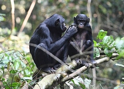 Vượn mẹ cũng mai mối cho con như người, đối xử kiểu "trọng nam khinh nữ"