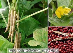 Bài thuốc trị viêm cầu thận, tiểu đường bằng xích tiểu đậu, cực hiệu quả mà nhiều người không hay biết