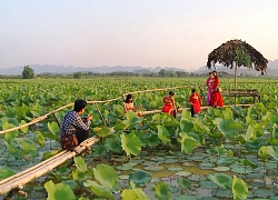 Chiêm ngưỡng đầm sen gần 200ha tại Hà Nội