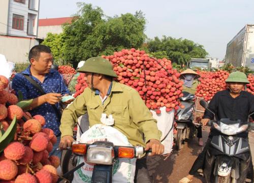 Đang có 200 thương nhân Trung Quốc mua vải thiều ở Bắc Giang