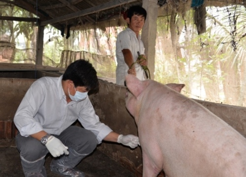 Dịch tả lợn châu Phi bủa vây, Tiền Giang lập chốt kiểm dịch trên sông