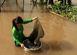 Dở dớn sáng sớm được 1 mớ cá thêm con cá trê đủ làm nồi canh chua ngon