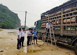 Lợn nghi bị dịch tả lợn châu Phi 'hao hụt' trên đường vận chuyển