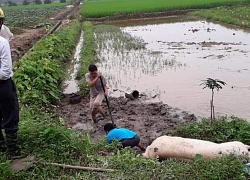 Nông thôn khủng hoảng vì dịch tả lợn: Lúng túng ngăn chặn dịch