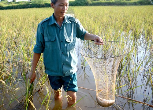 Nuôi cá chép trong ruộng lúa, chả phải cho ăn mà cá vẫn to, bự