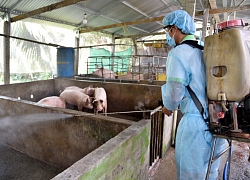 Thêm Bạc Liêu có dịch tả lợn châu Phi, dịch bao trùm toàn ĐBSCL