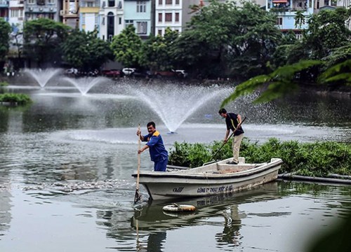 Vì sao cá chết hàng loạt ở hồ Văn Chương?