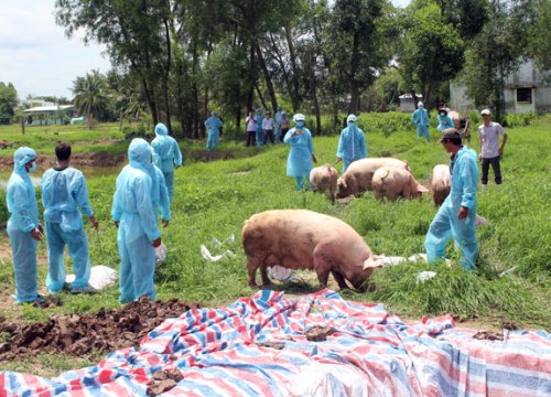 Bạc Liêu: Tiêu hủy 200 con lợn giống "khủng" vì dịch tả lợn châu Phi