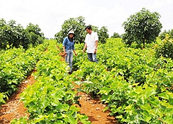 Cho dâu "chung nhà" với chanh dây, cà phê mà thu thêm 1,5 tỷ/năm