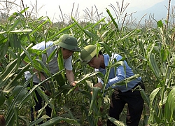 Đau đầu tìm cách diệt sâu keo mùa thu, dân lo mất trắng mùa ngô