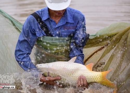 Để có giống tốt, phải chọn đàn cá bố mẹ cực bự, lại khỏe vô ngần