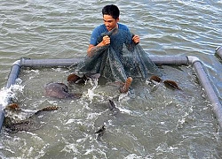 Khám phá nơi nuôi loài cá song vua đặc sản, mỗi con nặng 30-60 kg