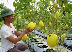 Làm nhà kính trồng 3 loại dưa, có dưa kim hoàng hậu vàng chóe