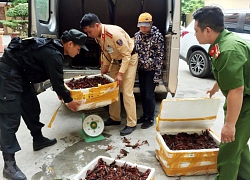 Làm rõ thông tin tôm hùm đất được bày bán số lượng lớn