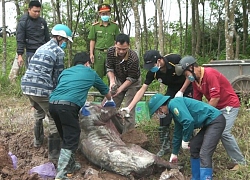 Nguy cơ vỡ trận dịch tả lợn châu Phi, Thủ tướng ra công điện khẩn