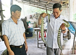 Nuôi rắn ri voi kèm thêm ba ba-nhà ít đất vẫn làm ra nhiều tiền