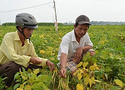 Quảng Nam: Huyện Đại Lộc đột phá về hạ tầng, làm mô hình sản xuất