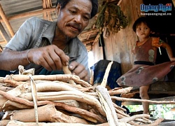 Sự thật cú lừa thế kỷ: Mua thần dược 'sâm cau' giả, trả tiền thật