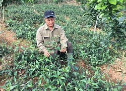 Trồng rau muống Nhật nơi heo hút, hái mớ nào lái khuân đi mớ đó