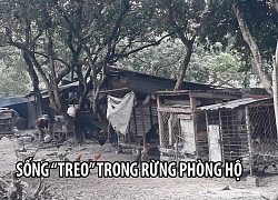 Dân khắc khoải sống "treo" trong rừng phòng hộ Biên Hòa