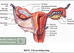 Cấu tạo của buồng trứng và vòi trứng