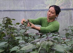 "Chiêu liên hoàn cước" nuôi cá Koi+trồng rau không đất, lời nửa tỷ