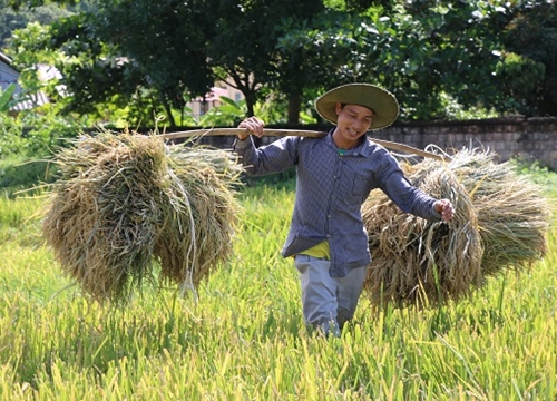 Chùm ảnh: Mùa "ngọc trời" trên "tứ đại cánh đồng" lớn nhất Tây Bắc