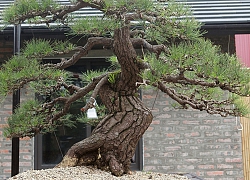 Doanh nhân Việt chi tiền tỷ mua "vua bonsai" từ Nhật về ngắm