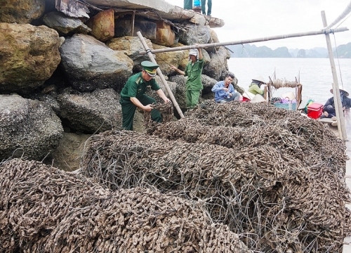 Dùng biển kiểm soát giả chở 30.000 dây hàu giống chưa rõ nguồn gốc