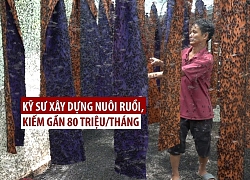 Kỹ sư xây dựng bỏ nghề để đi... nuôi ruồi