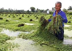 LẠ MÀ HAY: Chổng gốc lên trời mà loài rau này vẫn tốt vù vù