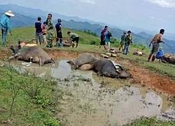 Lạng Sơn: Một hộ dân có 9 con trâu bị sét đánh chết, mất 200 triệu