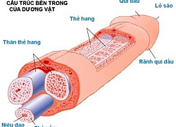 Những bí mật về kích thước của "cậu nhỏ"