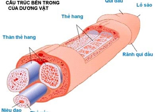 Những bí mật về kích thước của "cậu nhỏ"