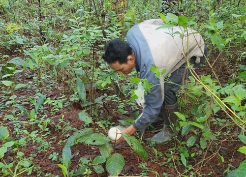 "Săn" nấm rừng đầu mùa mưa